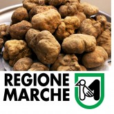 Confcommercio di Pesaro e Urbino - L.R. 3 aprile 2013 n.5 - comunicazione annuale tartufi commercializzati anno 2019