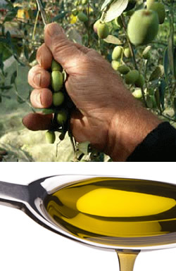Oleificio Venturi Agape - Olio Extravergine di Oliva Oleificio Venturi Agape - Olio Extravergine di Oliva
