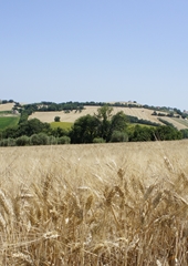 Azienda Agraria Guerrieri - I nostri campi di grano