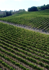 Azienda Agraria Guerrieri - Le nostre viti